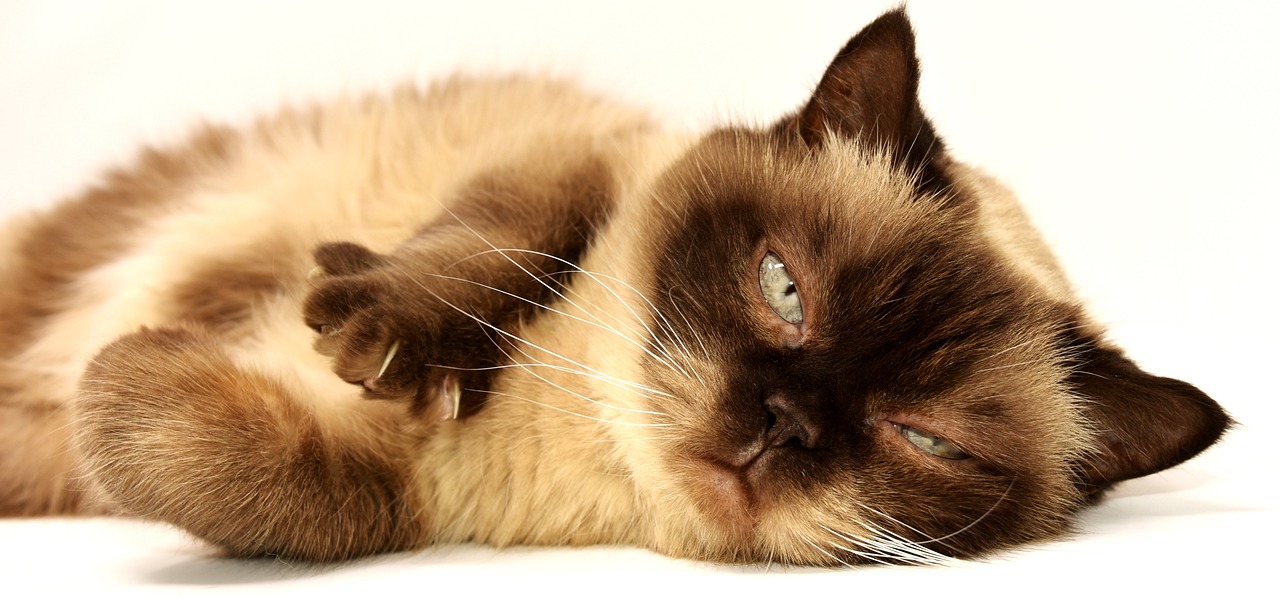 Tips for Bathing and Grooming Cats Without Stress